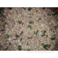 Cold Storage Normal White Garlic